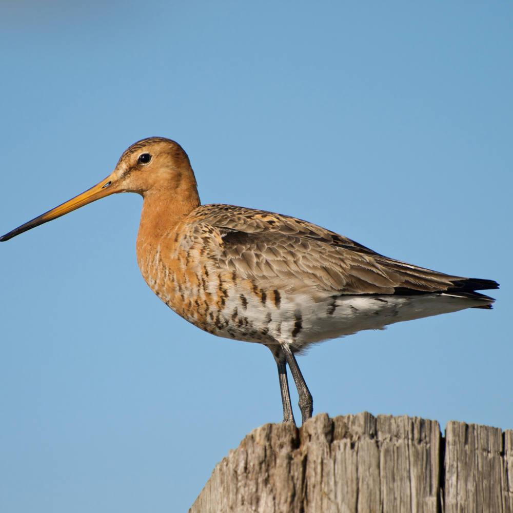 Marbled Godwit on post